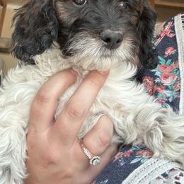 Bernedoodle, Cavapoo, and Poodle Puppies from Liberty Farms Puppies