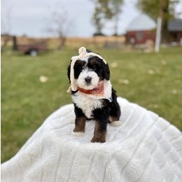 Niner - Tri-color female Bernedoodle puppy in Buda, Illinois from Hamilton Farm Doodles