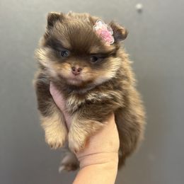 Mocha - Chocolate and tan female Pomeranian puppy in Newport Beach, California from Exotic City Pomeranians and chihuahuas