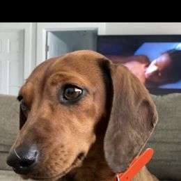 Daisy - Dachshund