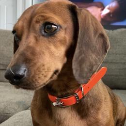 Daisy - Dachshund
