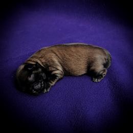 Boy 1 - Liver male Shih Tzu puppy in North Central Oregon, Oregon from T-Amore Shih Tzu