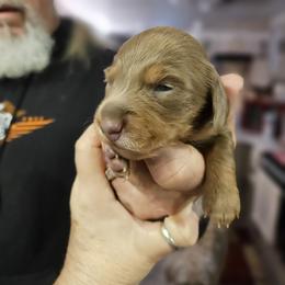 Dachshund Puppies from A&R Dachshund