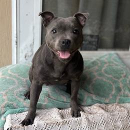 Willow - Blue female Staffordshire Bull Terrier puppy in Houston, Texas from Breaking Bad Staffords