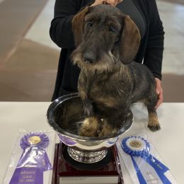 Ripp - Dachshund