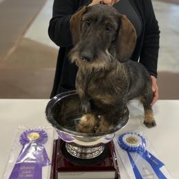 Ripp - Dachshund