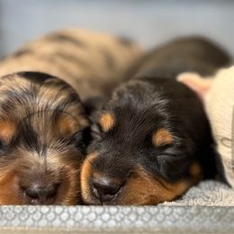 Tater - Dapple female Dachshund puppy in Anderson, Alabama from Pasek Kennels