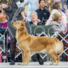 Winnie - Golden Retriever