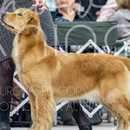 Winnie - Golden Retriever