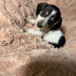 Boy 2 - Piebald male Dachshund puppy in Gastonia, North Carolina from Lanier’s Little Weenies