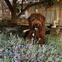 Spud - Goldendoodle