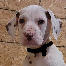 Boy Kirishima Gray - White and liver brown Dalmatian puppy in Thayer, Missouri from Spotty Bottom Dalmatians