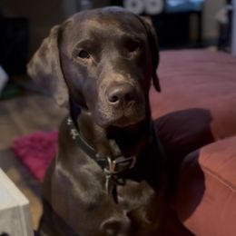 Buddy - Labrador Retriever