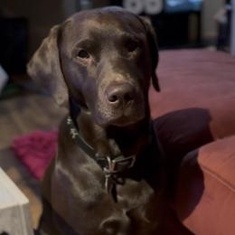 Buddy - Labrador Retriever