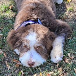 Daisy - Bernedoodle