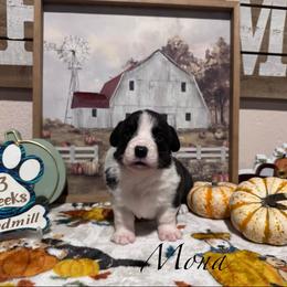 Mona - Brindle and white female Cardigan Welsh Corgi puppy in Cumby, Texas from Windmill Cardigan Welsh Corgis and German Shepherds