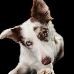 Ember - Border Collie