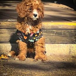 Dash - Red male Cavapoo puppy in Maple Grove, Minnesota from Honey Bit Kennels