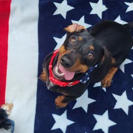 Raisen - Dachshund