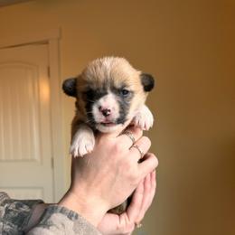 Rain - Red female Pembroke Welsh Corgi puppy in Springfield, Missouri from Hansen Corgis