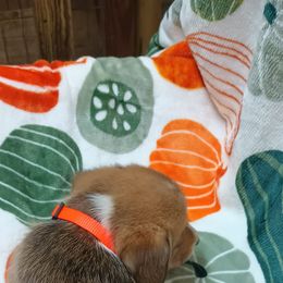 Pembroke Welsh Corgi Puppies from Episode Corgis