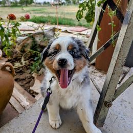 Hahn - Blue merle Australian Shepherd puppy in Trinidad, Colorado from Prairie Feather Farm