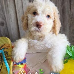 Sprout-black collar - Apricot male Saint Berdoodle puppy in Paw Paw, Michigan from ProAct Canines