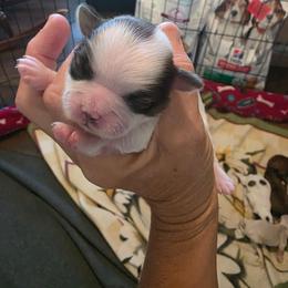 Girl 1 - Brindle and white female Shih Tzu puppy in Rockmart, Georgia from Sonya Garrett