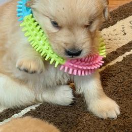 Girl 2 - female Golden Retriever puppy in Frederick, Maryland from Sugarloaf Golden Retrievers (Formerly Vixena Golden Retrievers)