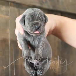 Ripple - Blue male Great Dane puppy in Denison, Texas from Hundeity Great Danes
