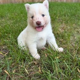 Etta Place - White female Pomsky puppy in Blue Earth, Minnesota from Blue Sky Pomsky