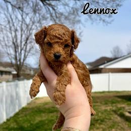 Lennox - Red  male Poodle puppy in Morehead, Kentucky from Paw Perfect Pets