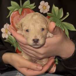 Red Collar - Cream male Poodle puppy in Macon, Georgia from Mystic Mini Poodles