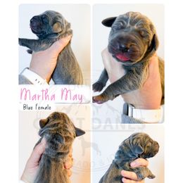 Martha May - Blue female Great Dane puppy in Sac City, Iowa from Northern Great Danes of Colorado & Iowa