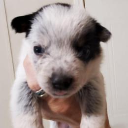 Three quarter mask - Blue speckled male Australian Cattle Dog puppy in Lenoir, North Carolina from Blue Coyote Ranch