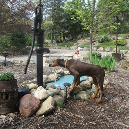 Doberman Pinscher Puppies from Laurel Vail