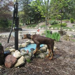 Doberman Pinscher Puppies from Laurel Vail