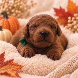 Dark Green - Red female Irish Doodle puppy in Madison, Wisconsin from Morningside Doodles