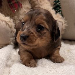 Stanley - Dapple male Dachshund puppy in Sumrall, Mississippi from Huckleberry Tails