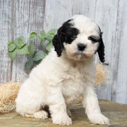 Alfred - Black and white male Cockapoo puppy in Seattle, Washington from Sweet Home Doodles