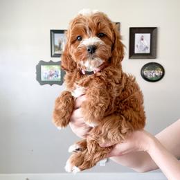 Cavapoo Puppies from Wonderful World Doodles
