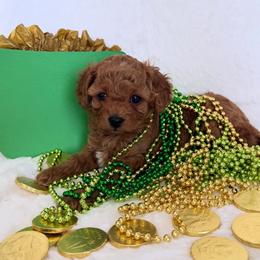 Cavapoo puppies from Hales Wagging Tails