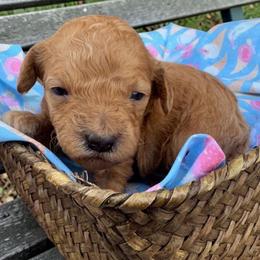 Bertie-  (Rainbow Sherbet) - Red female Bordoodle puppy in Canfield, Ohio from Poo's Doo's & Inu's