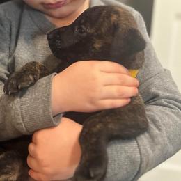 Delta - Black brindle female Dutch Shepherd puppy in Clarksville, Tennessee from Vuurhart Herders