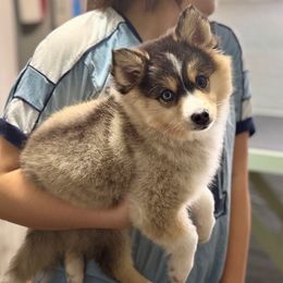 Faith - Tri-color female Pomsky puppy in Michigan from Blue Water Pomskies