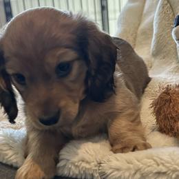 Dachshunds from Kimberly Inman