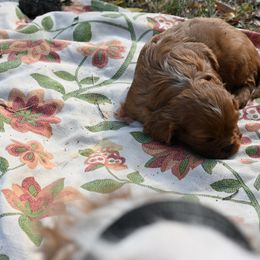 Cavalier King Charles Spaniel Puppies from Critter's Cottage Cavaliers