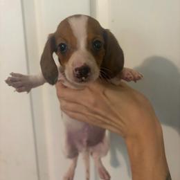 Geralt - Piebald male Dachshund puppy in Conroe, Texas from Dots Dachshunds