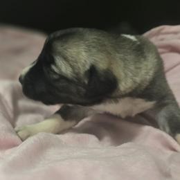 Anatolian Shepherd Dog Puppies from Florida Anatolian Shepherds