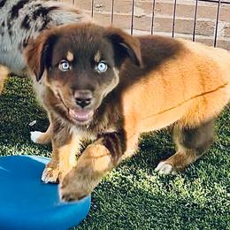 Garen - Red tri-color male Australian Shepherd puppy in Tucson, Arizona from TTTNT Aussies